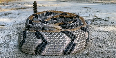 Fresno snake